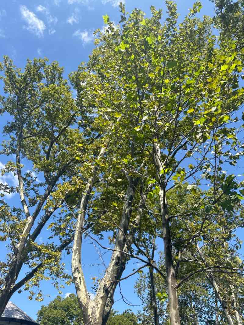 walking near me in Independence Park in winter