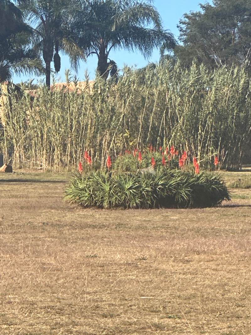 walking near me in Excell Park in summer
