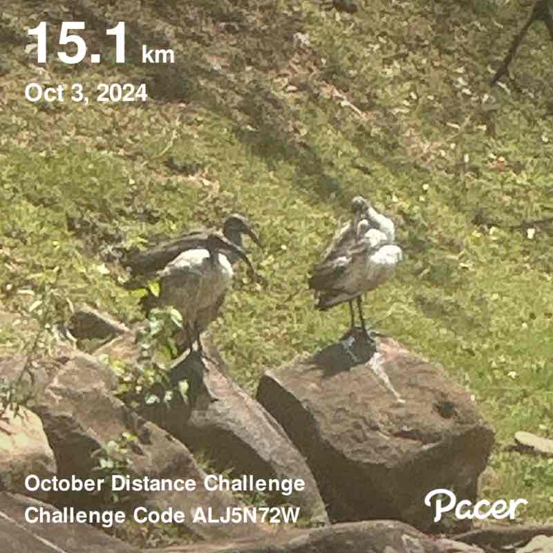 Riette van der Merwe post 1