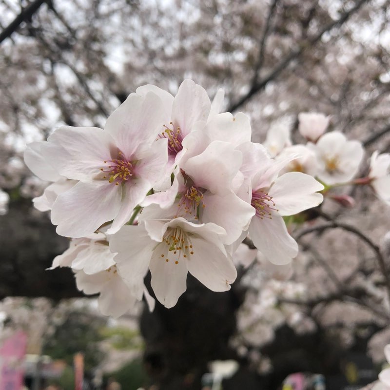 毬乃(Marino) profile