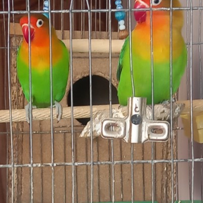 biggest losers in Esfahan ⍣♔⍣𓄂ꪴꪰ⍣𝓗𝓪𝓶𝓲𝓭𝓻𝓮𝔃𝓪-⍣𓆃⍣♔⍣ post image