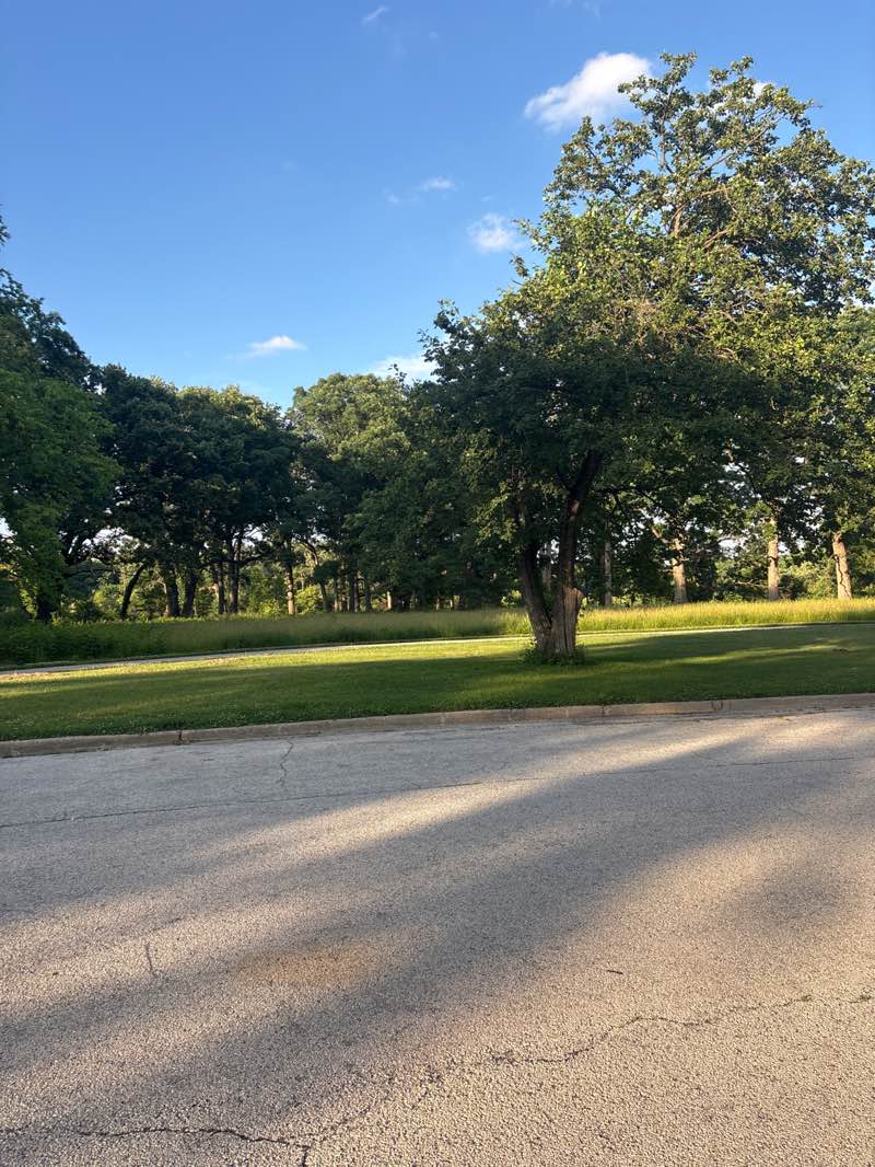 walking near me in Busse Woods in summer