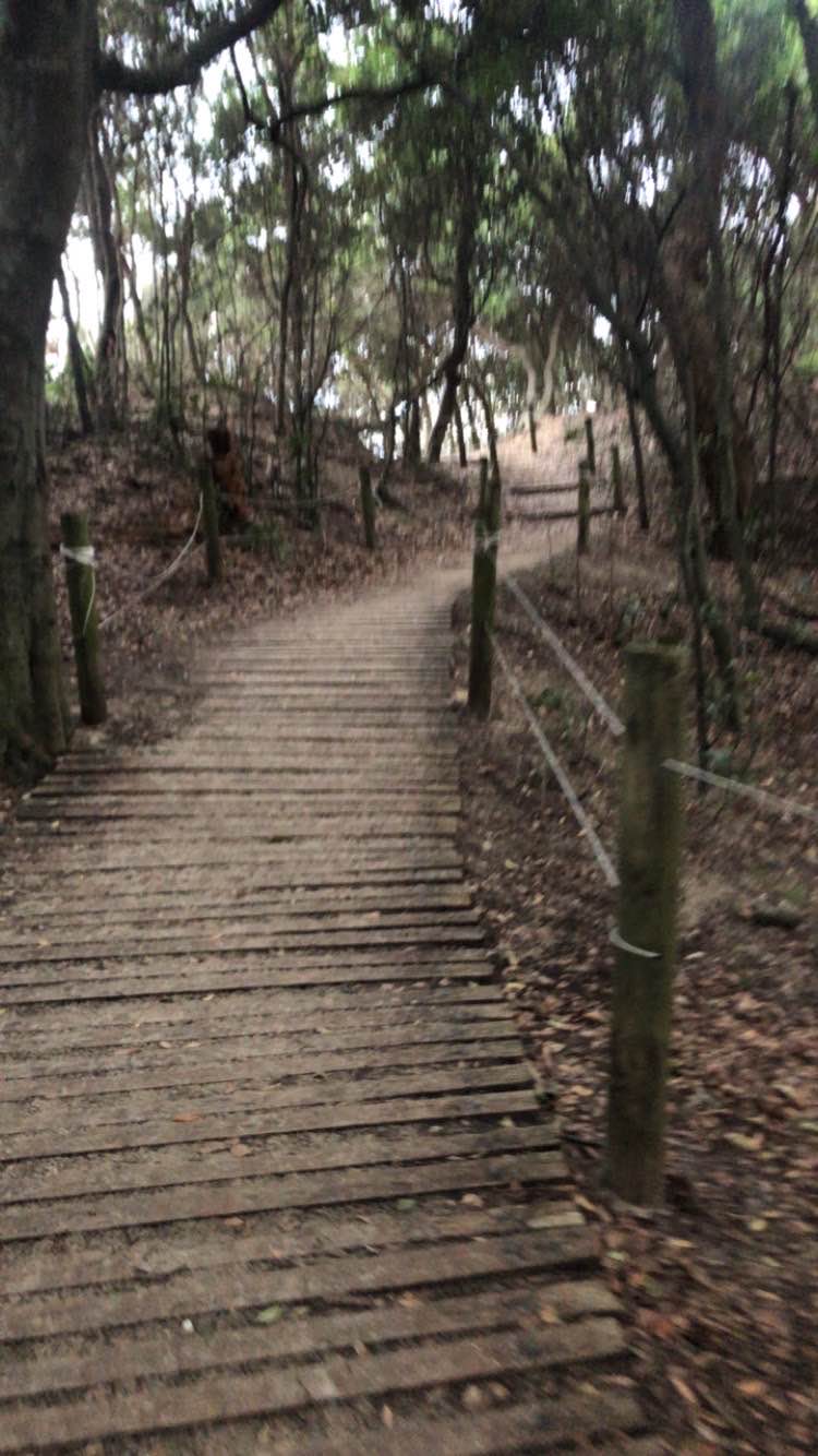 walking near me in York Street Oval in summer