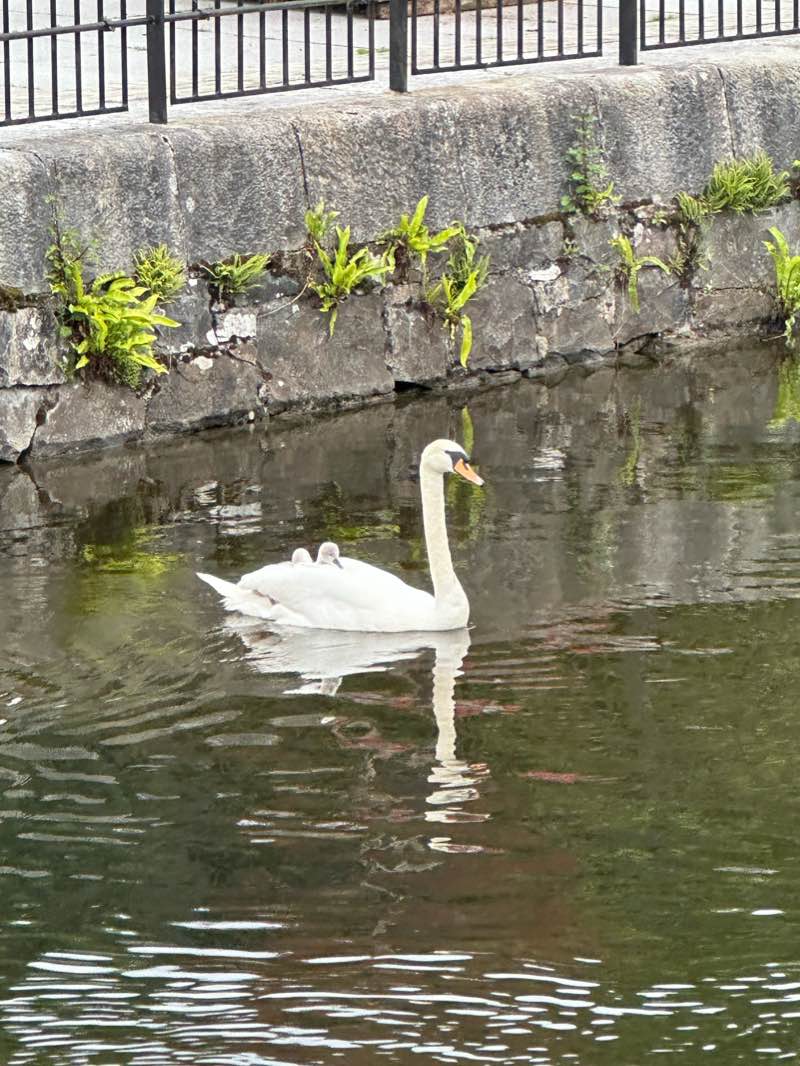 walking near me in Millennium Children's Park in winter
