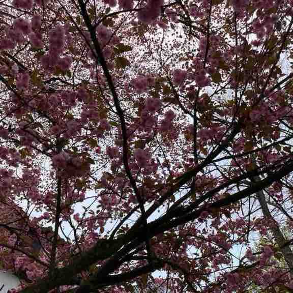 🇹🇷PACERS IN TURKEY🇹🇷 Berrin post image