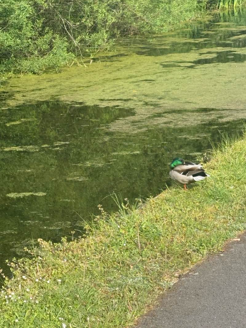 walking near me in Kimberley Park in spring