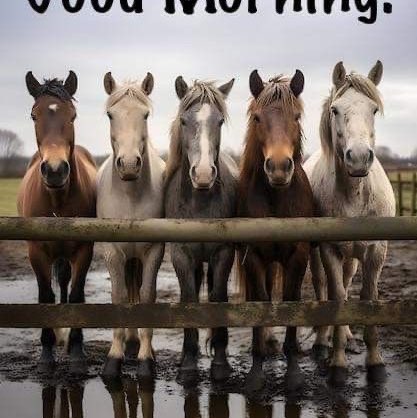 🐎🐎 Wild Horses 🐎🐎 🍃🌹🤍 ᒍ𝒆𝒂𝒏𝑹𝒐𝒔𝒆 🤍🌹🍃 post image