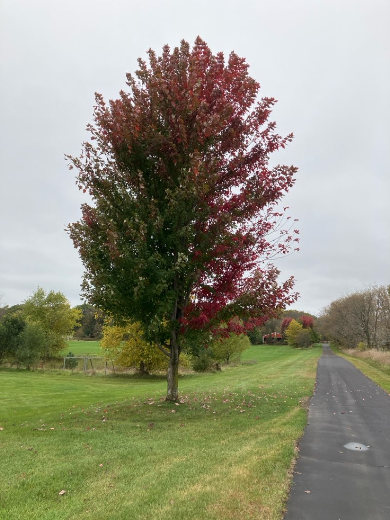 walking near me in Hawksridge Park in autumn