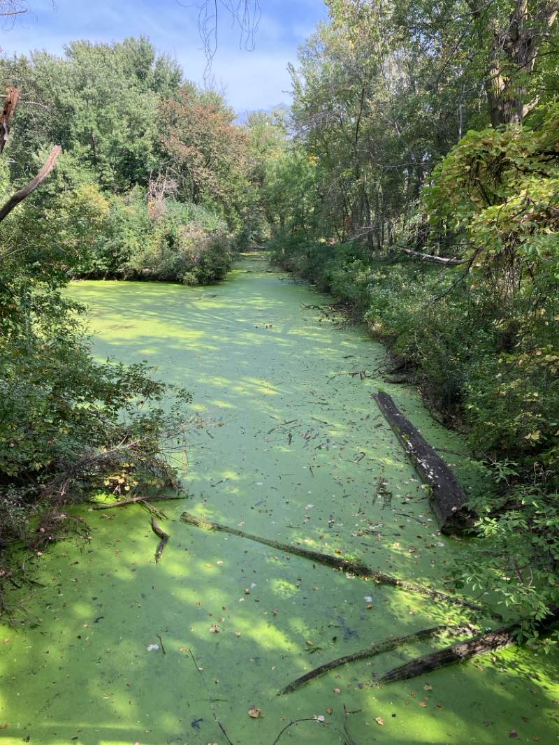 walking near me in Springbrook Nature Center in autumn