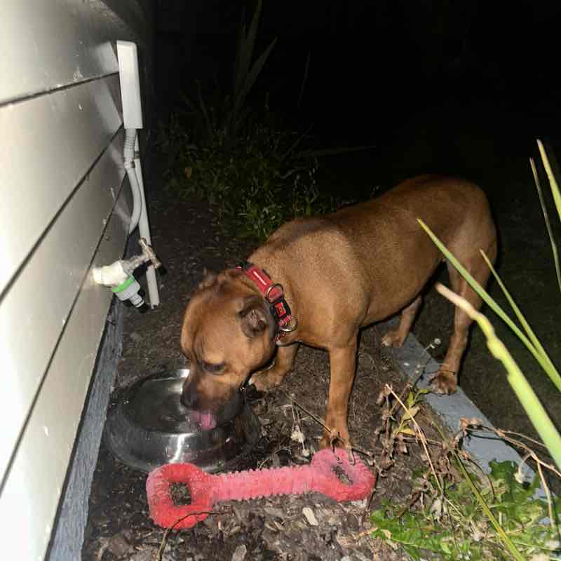 Nesi Phillips post 2