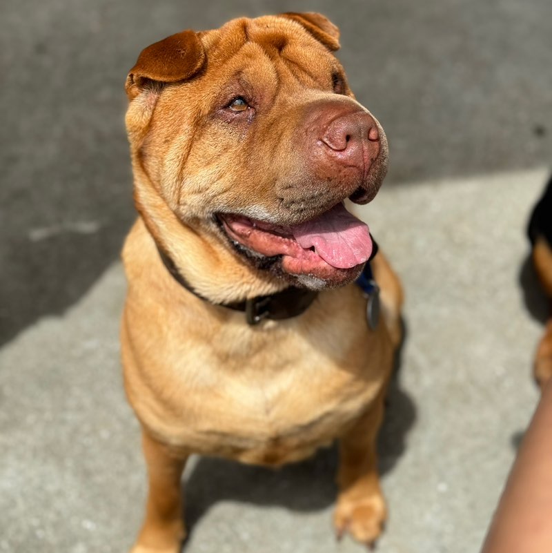 Mya