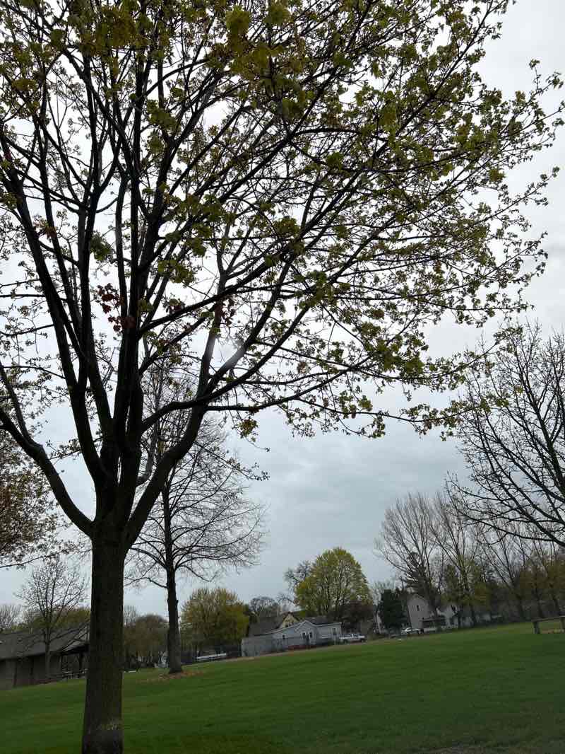 walking near me in Stevens Park in spring