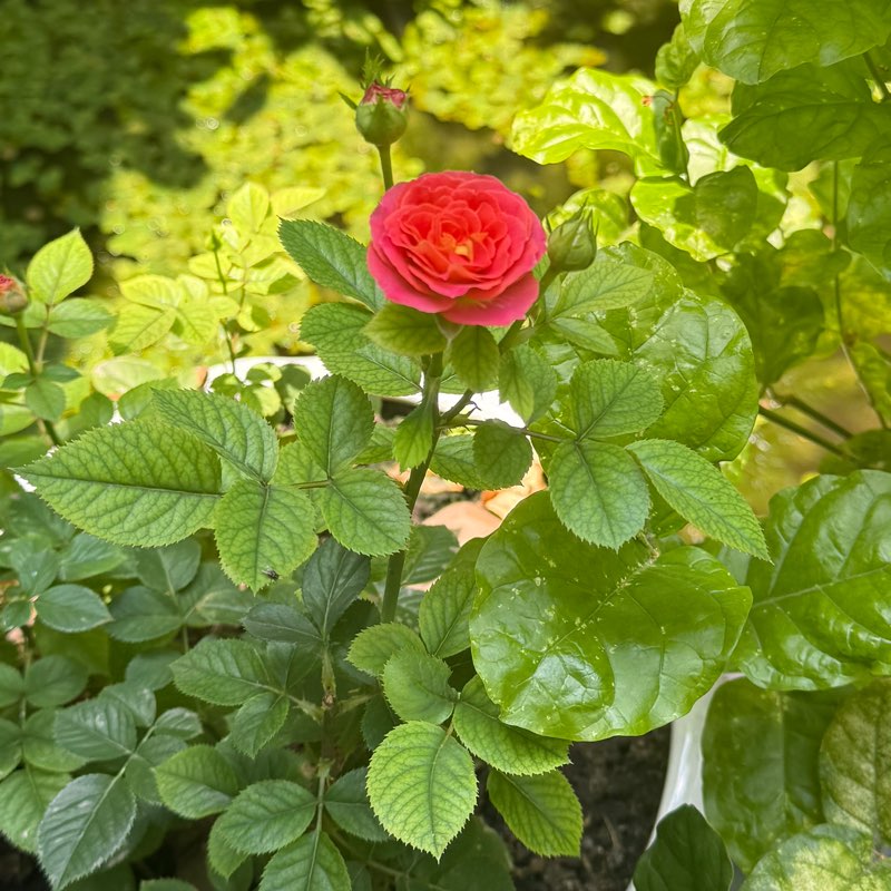 Phan Thành Được icon