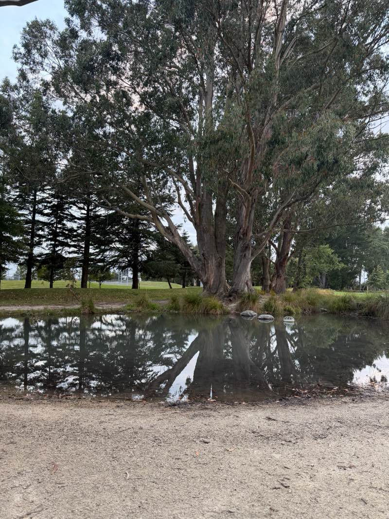 walking near me in Foster Park in summer