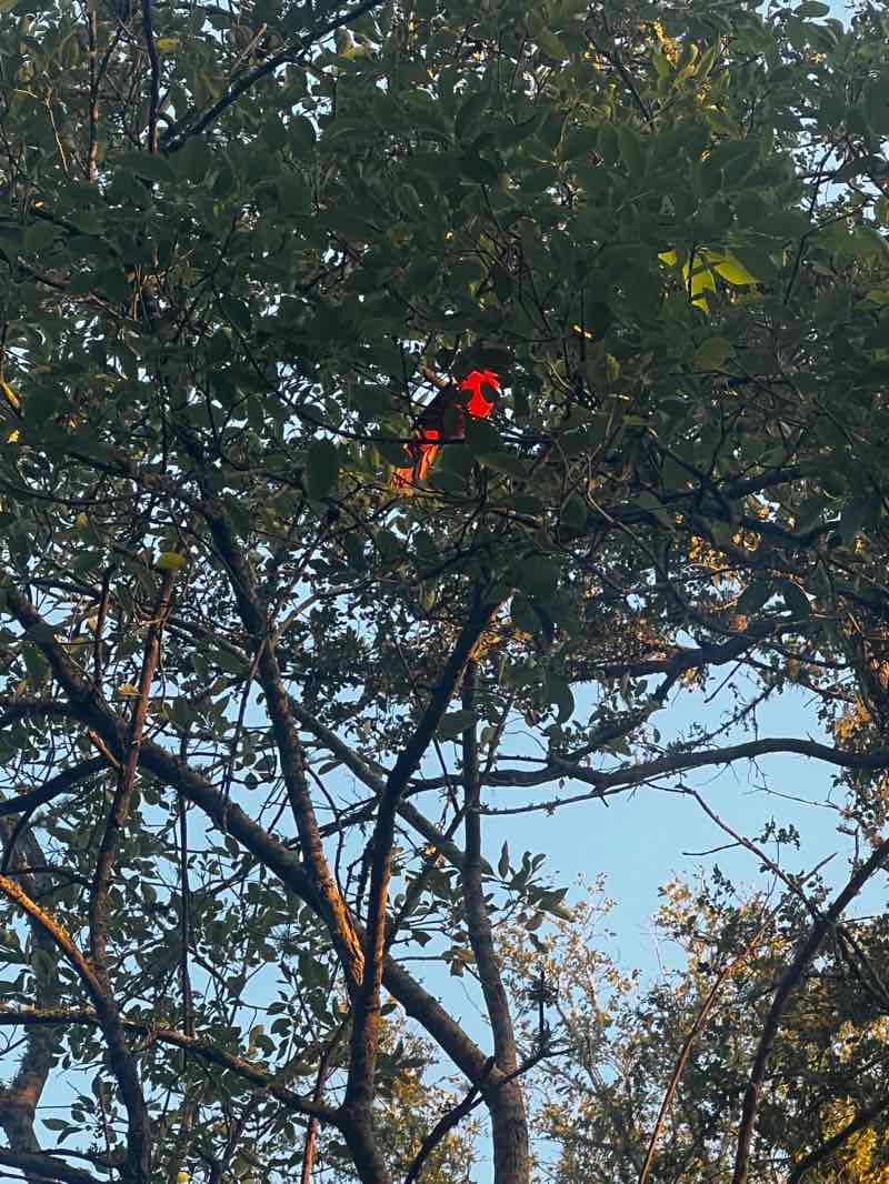 walking near me in Palmetto State Park in autumn