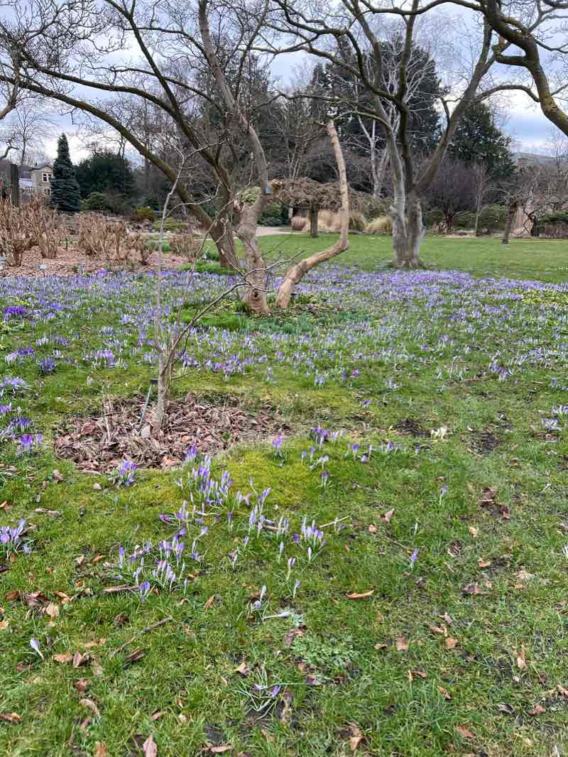 walking near me in Landbohøjskolens Have in winter