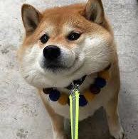 第一隊-阮塍維 profile