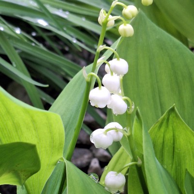 Walking Challenge team ZRH Yun Ji post image