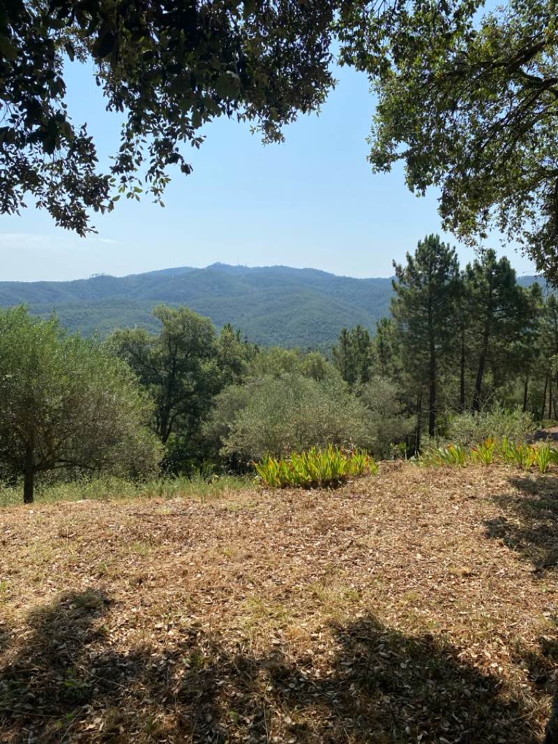 walking near me in La Devesa in summer