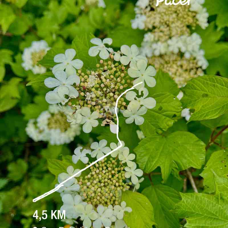 Vélina Hiéva Slava post 1