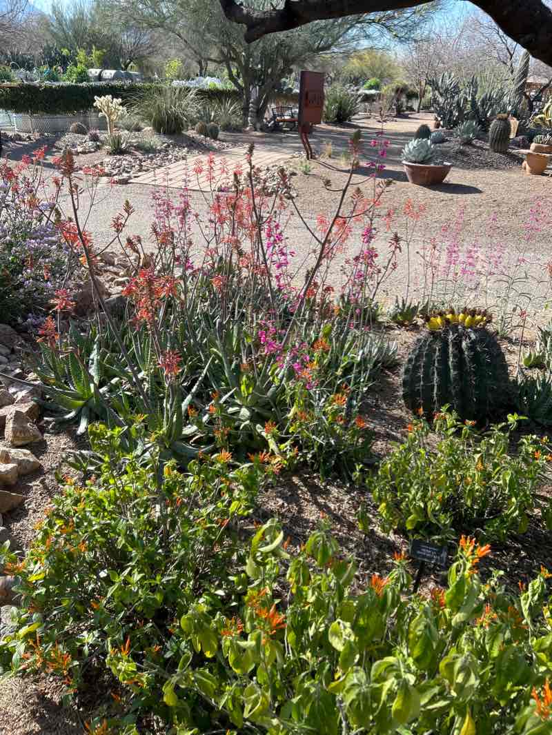 walking near me in Desert Meadows Park in winter