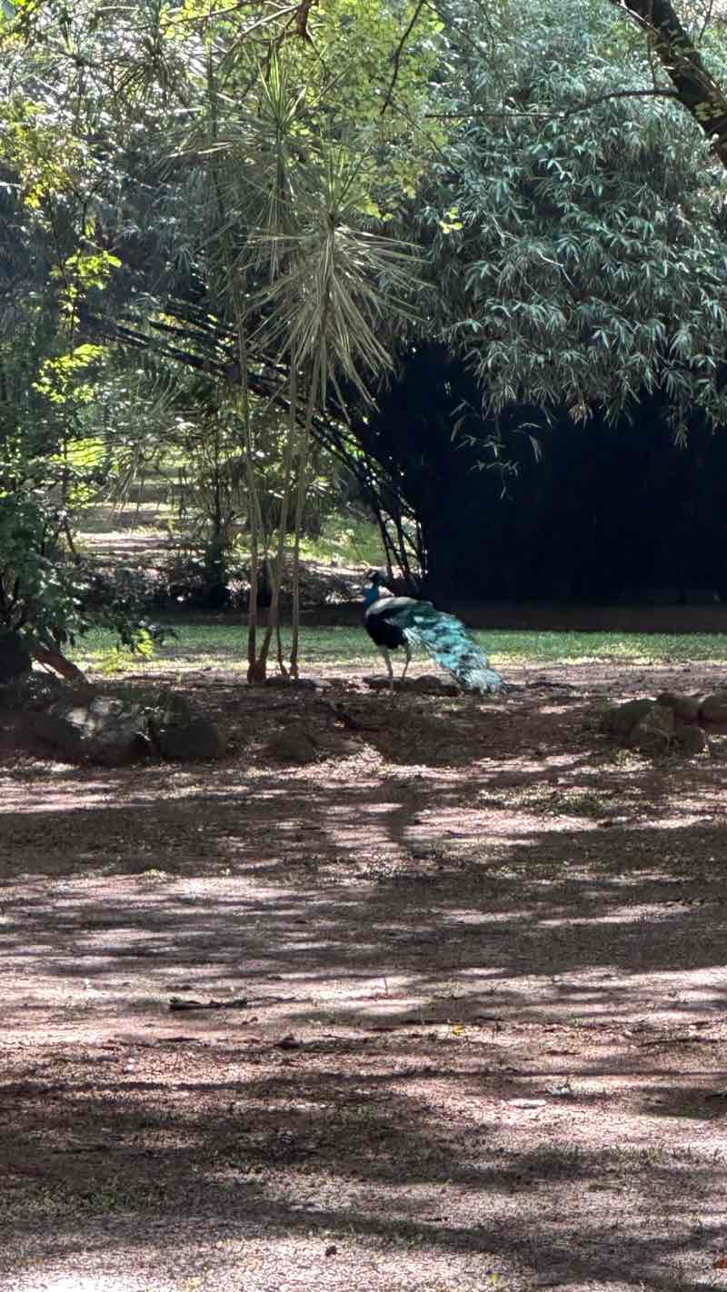 walking near me in Dino Park in autumn