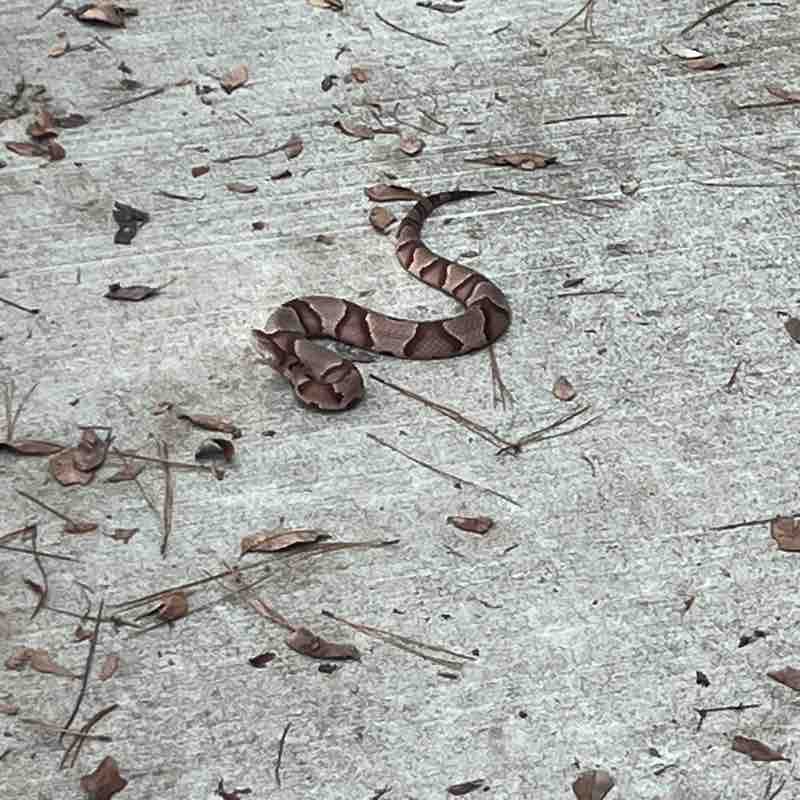 Tricia🐑🦈 post 3