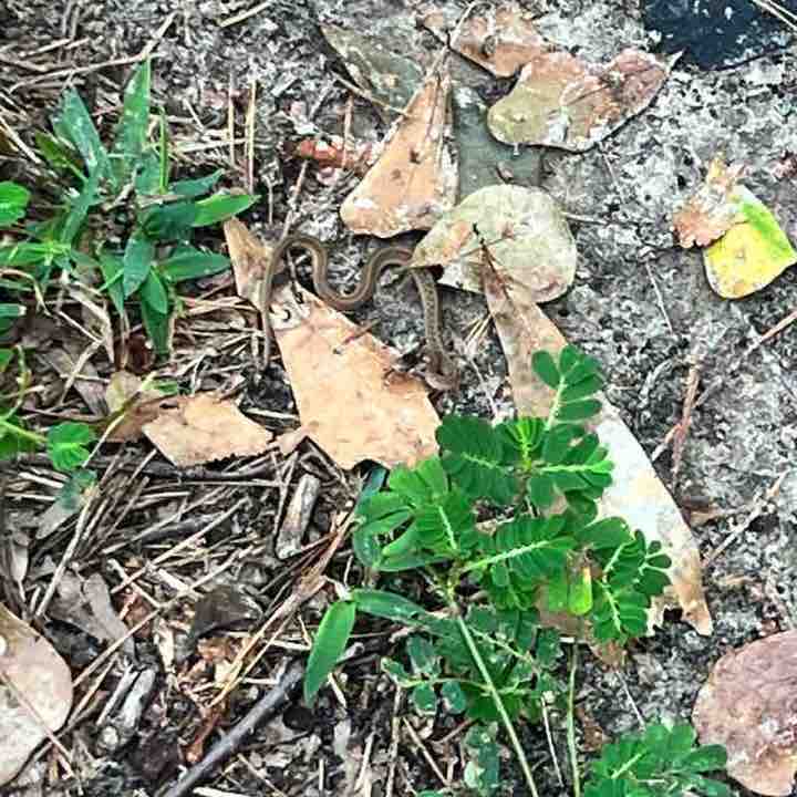 Tricia🐑🦈 post 2