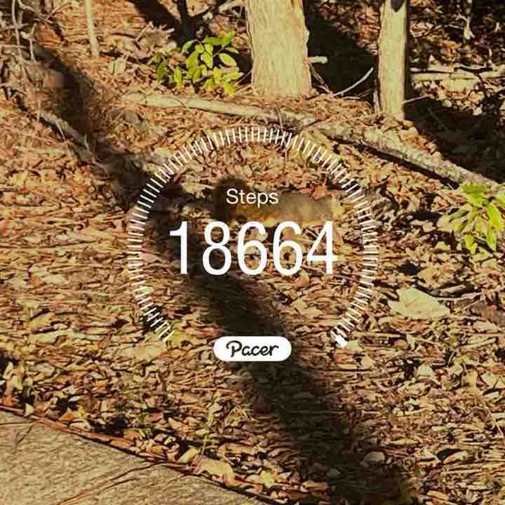 Tricia🐑🦈 post 1