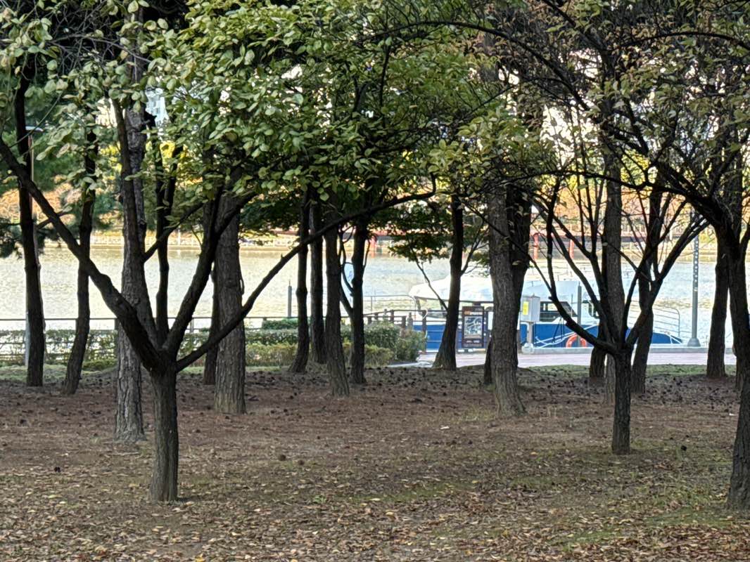 walking near me in APEC 나루공원 ( APEC Naru Park ) in autumn