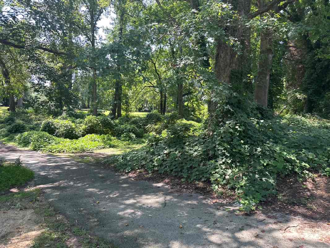 walking near me in Colburn Park in summer
