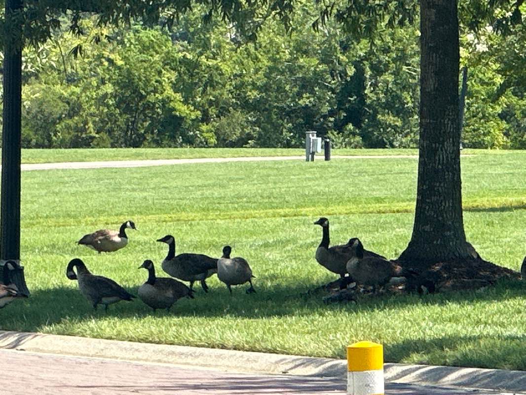 walking near me in Constant's Wharf Park in summer