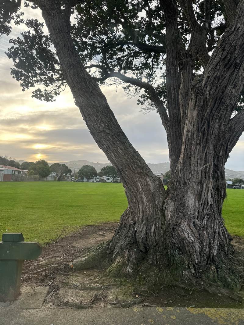 walking near me in Trafalgar Park in winter