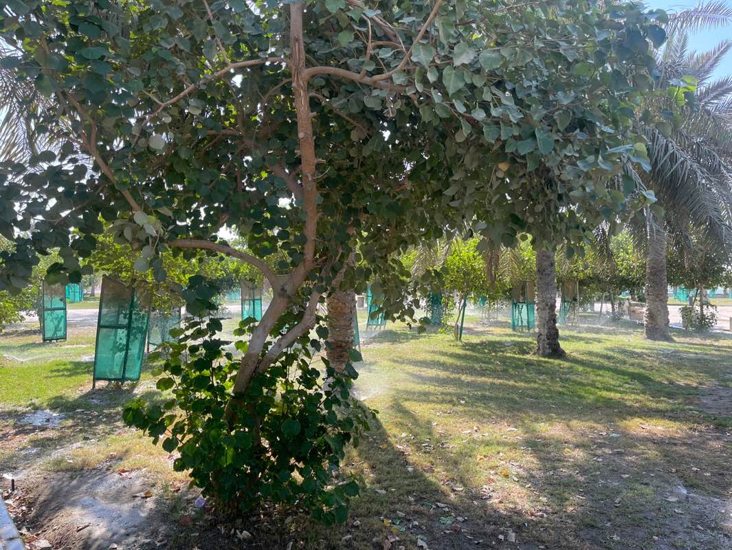 walking near me in Arad Fort Beach Park in autumn