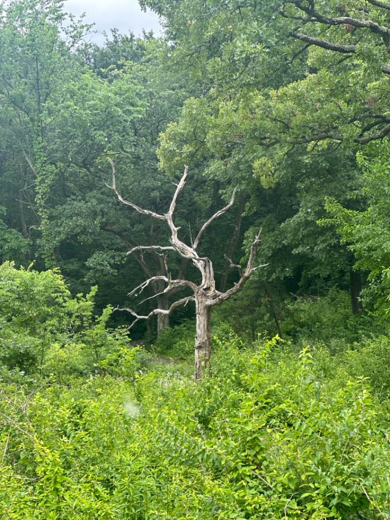 walking near me in George Owens Nature Park in summer