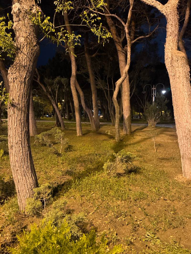 walking near me in Hüseyn Cavid Parkı in spring