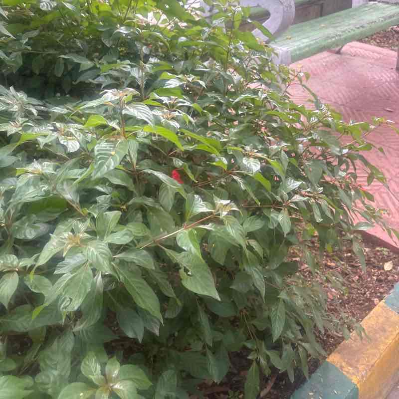 Asadullah post 2