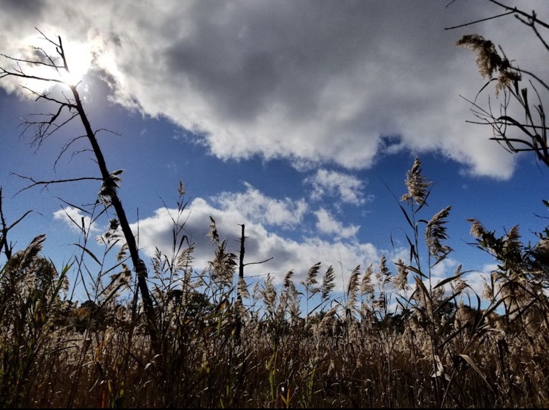 walking near me in Beaver Dam Creek County Park in winter