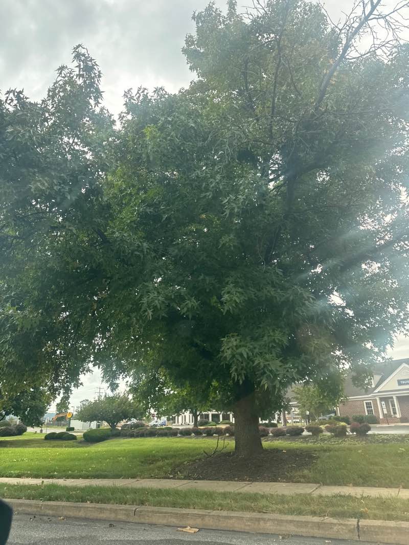 walking near me in Kingston Park in autumn