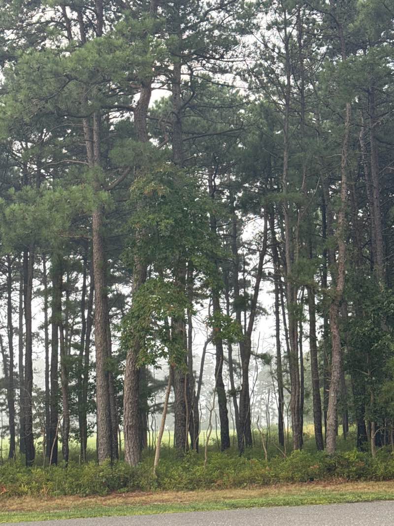 walking near me in Jakes Branch County Park in autumn