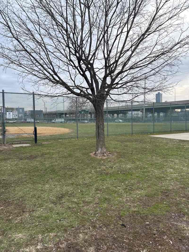 walking near me in Mary Benson Park in spring