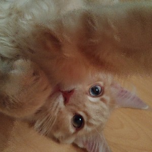 Анастасия icon