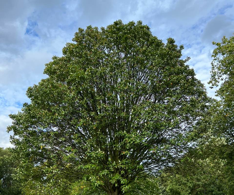 الحميضي profile