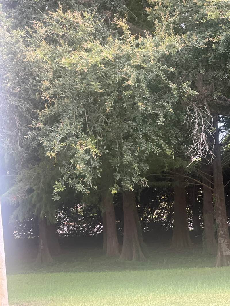 walking near me in Suellen H. Fardelmann Sports Complex in summer