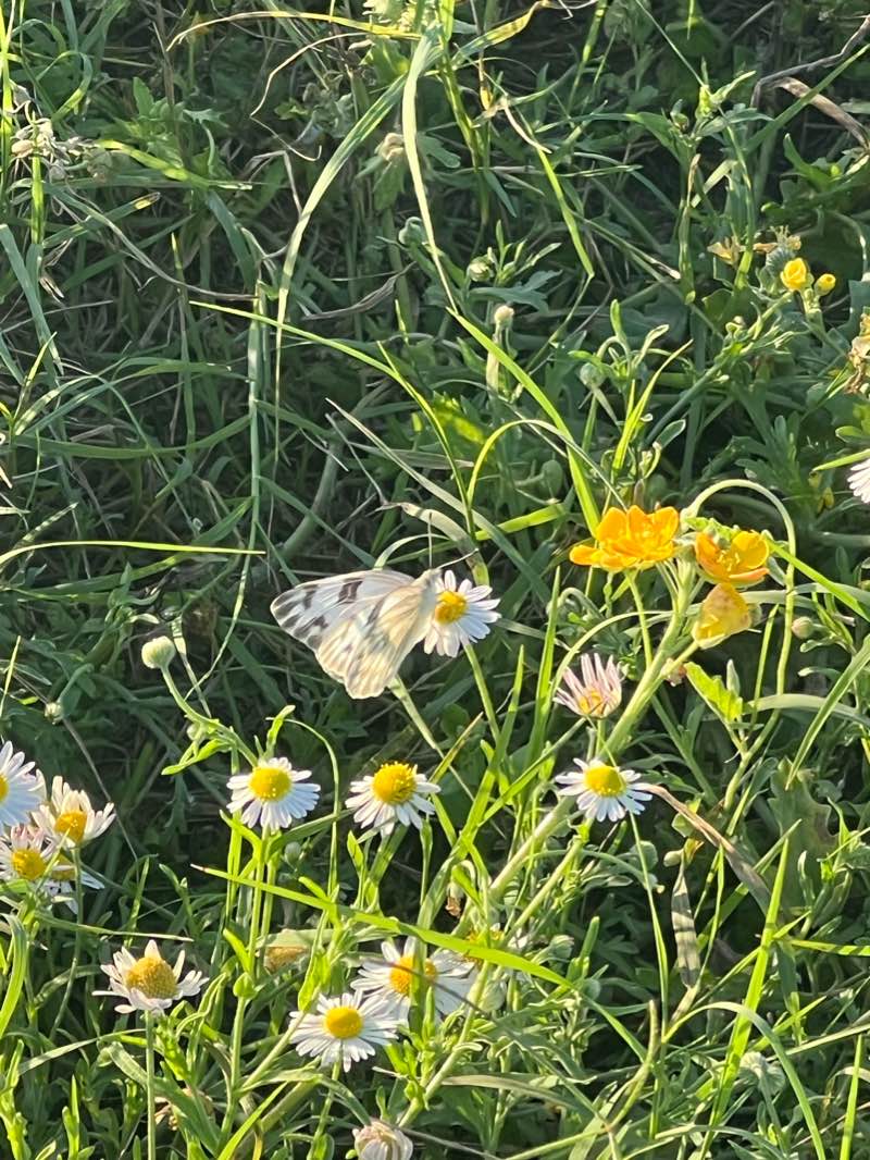 walking near me in Ovidio Arevalo Little League Baseball Fields in winter