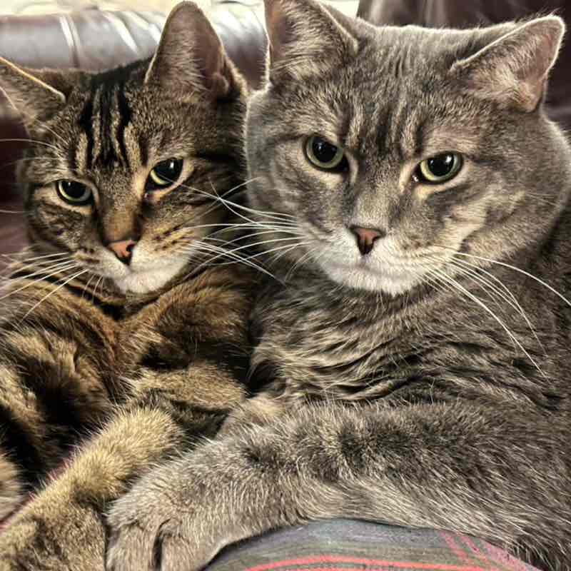 🎄Cats🎄 Mollie post image