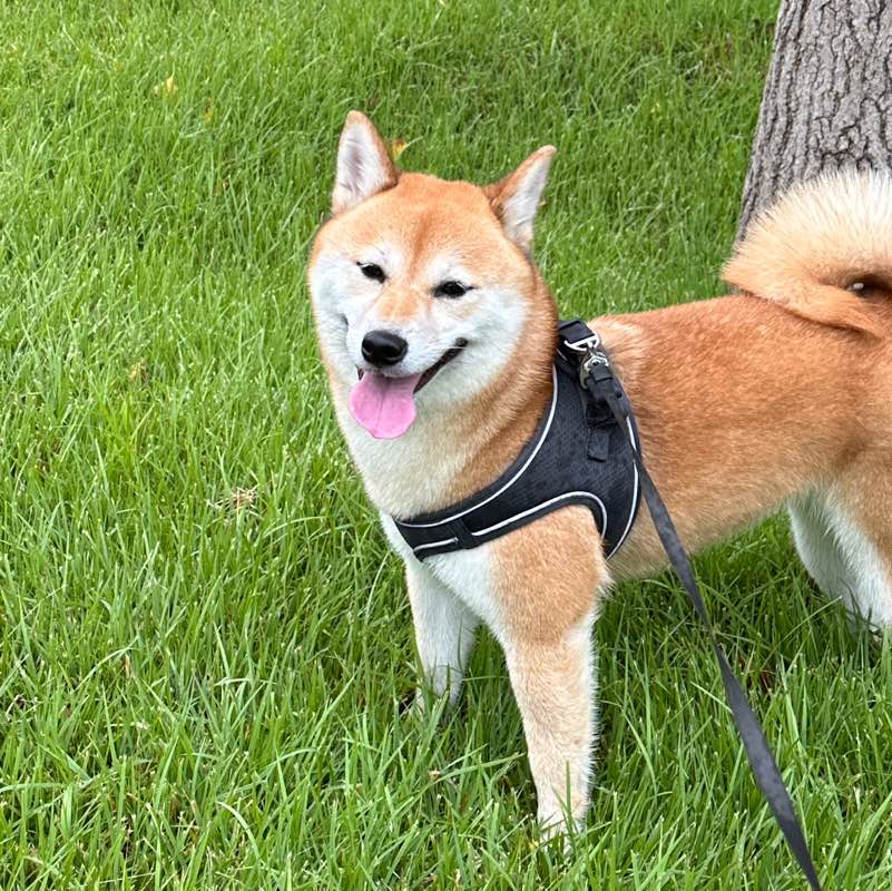 啵崽最帅 profile