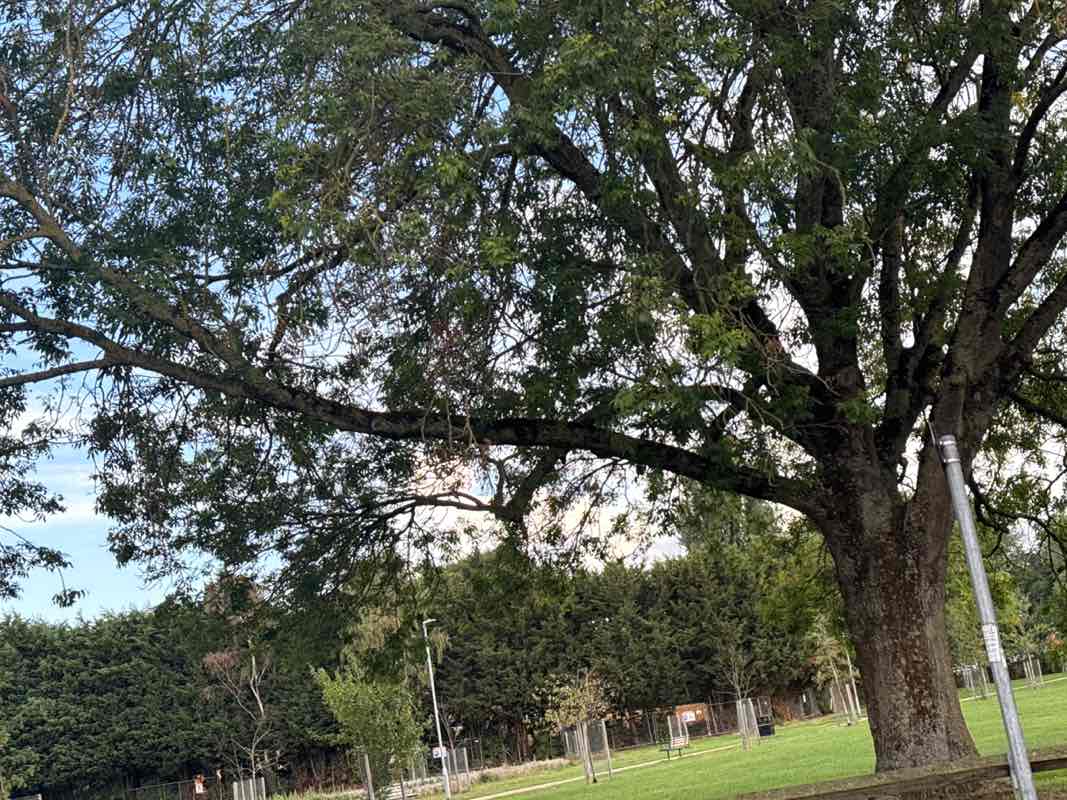 walking near me in Meadow Road Park in autumn