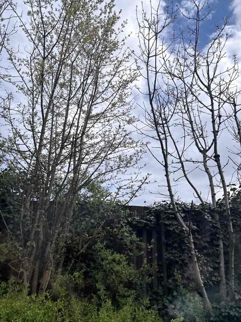 walking near me in Grassmere Avenue Linear Open Space in spring