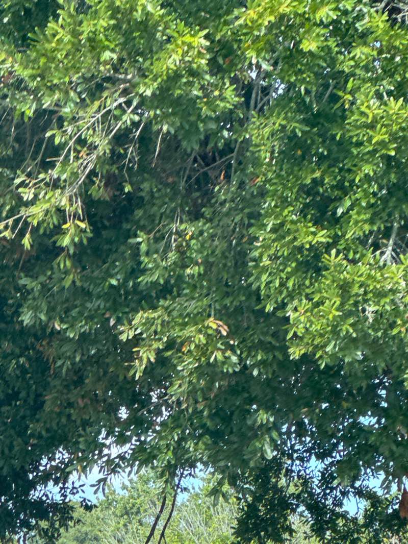 walking near me in Tallwood Park in autumn